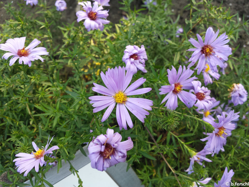 Aster novi-belgii ‘Lady in Blue‘