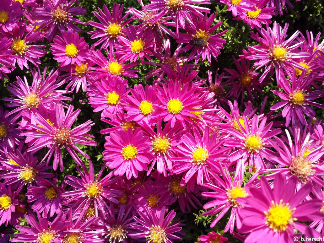 Aster novi-belgii ‘Little Red Boy‘<br /><br />