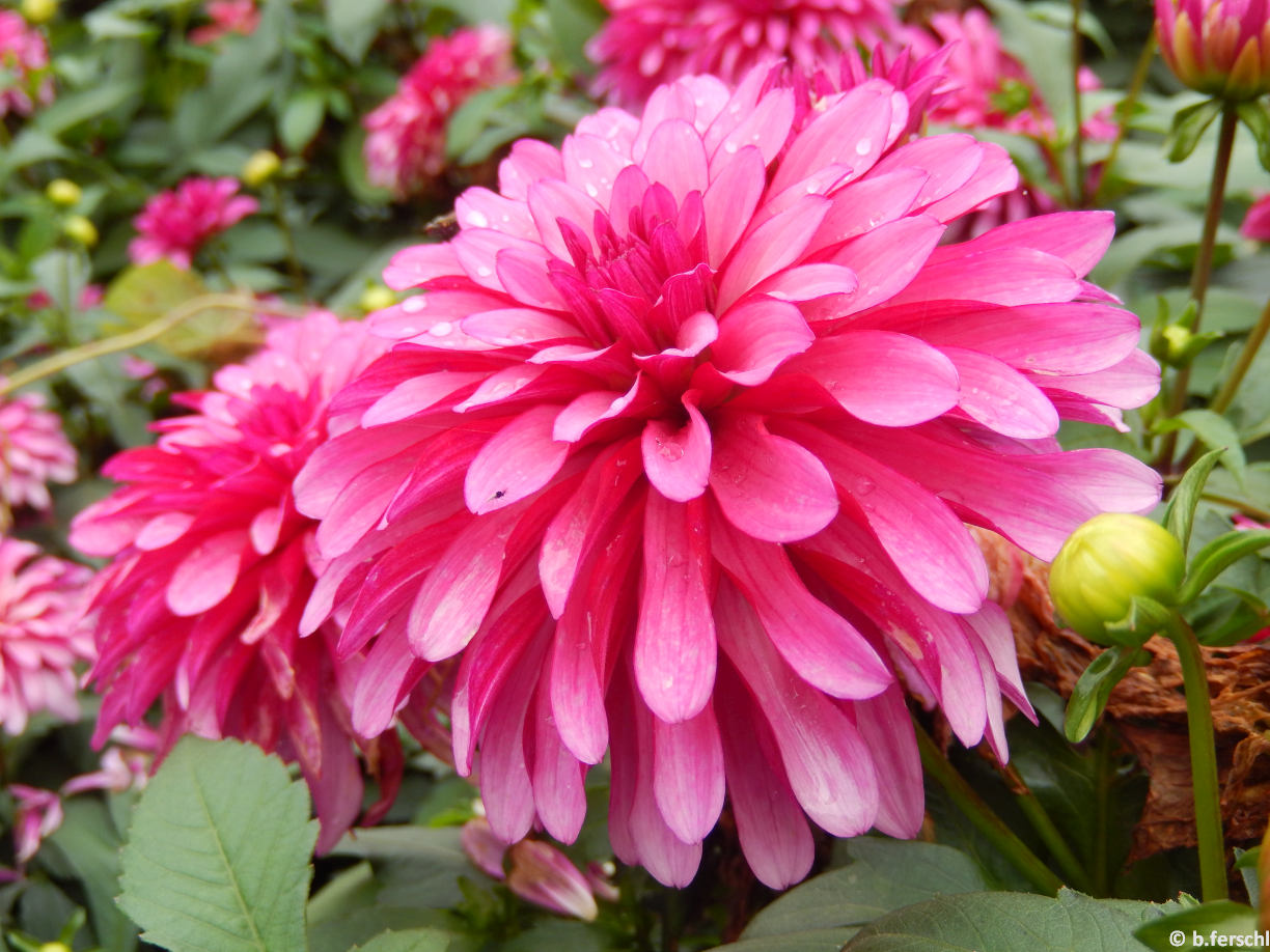 Dahlia ‘Bluesette‘<br /><br />virágágyi dália