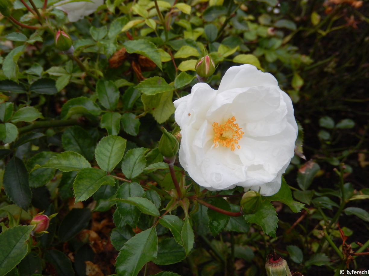 Rosa ‘Innocencia‘