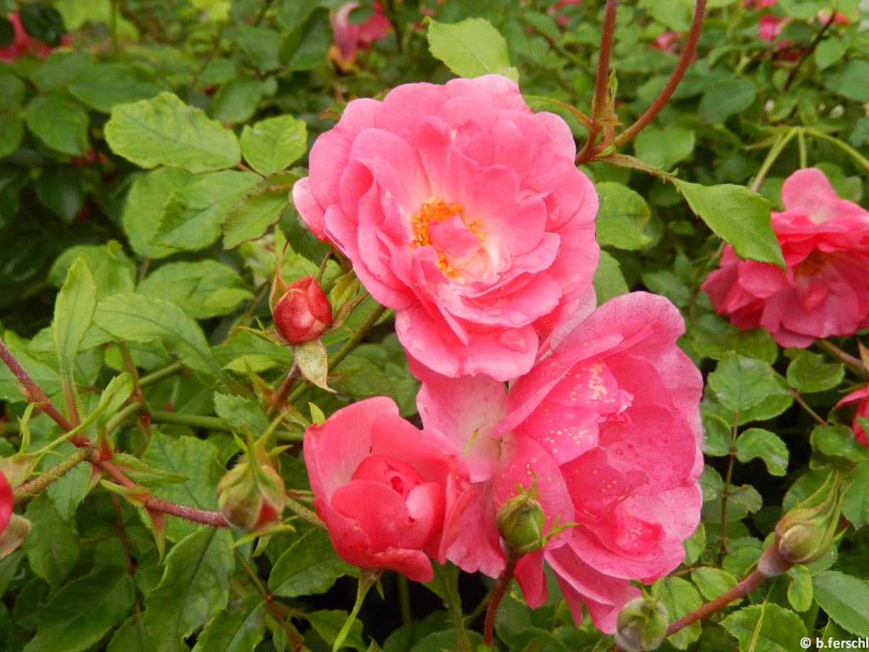 Rosa ‘Pink Emely‘