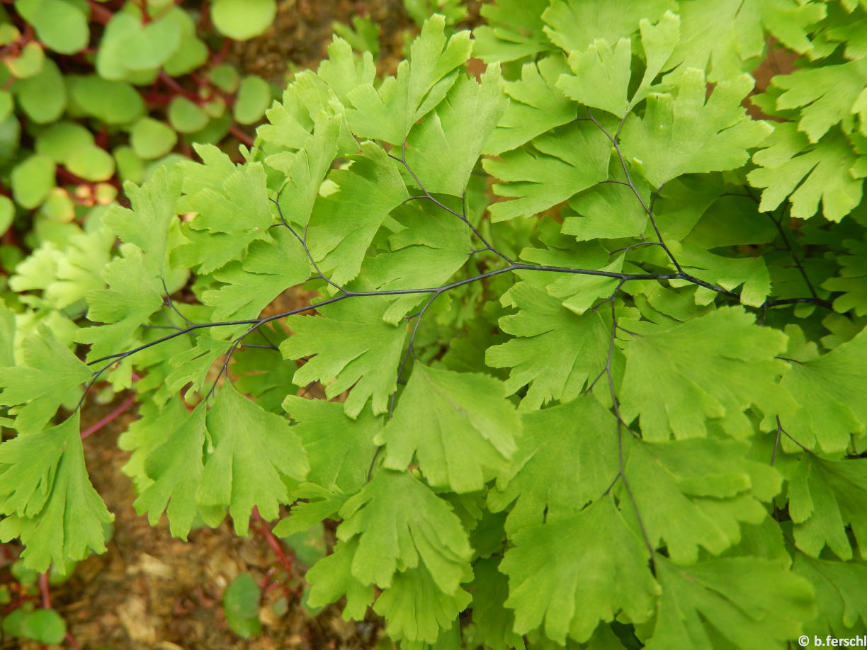 Adiantum tenerum (Pteridaceae)