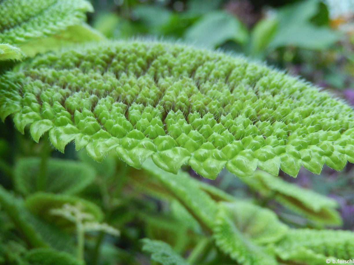 A Pilea repens (Urticaceae) hihetetlen levelei