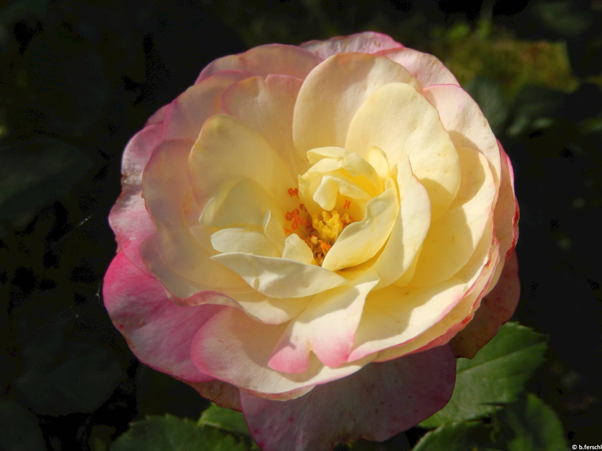 Liu floribunda rózsa