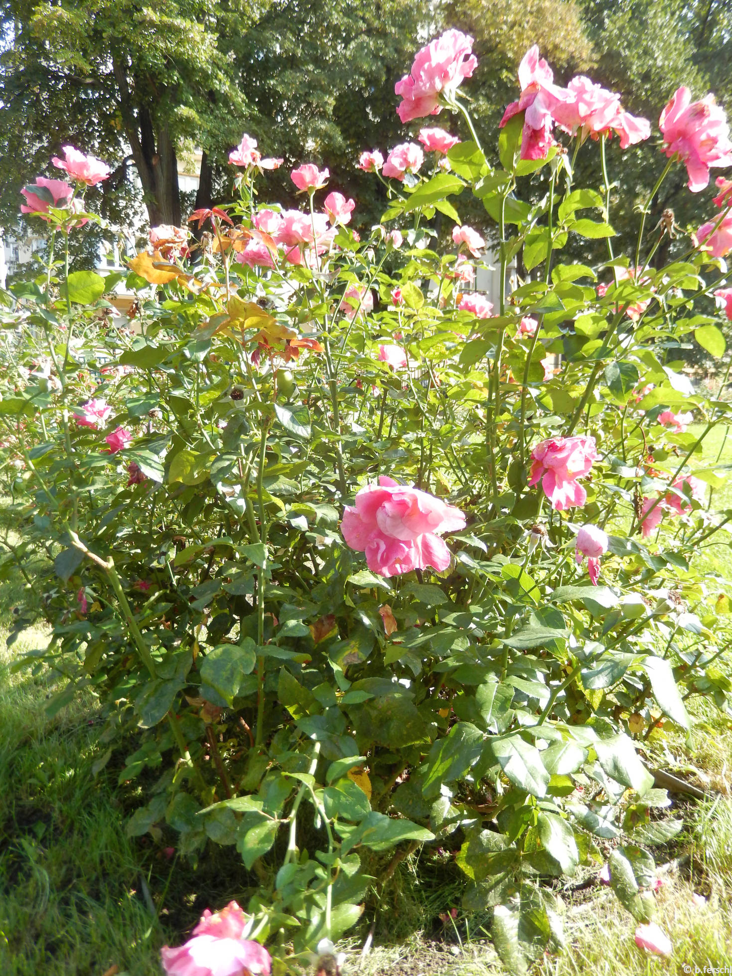 Lorántffy Zsuzsanna emléke floribunda rózsa