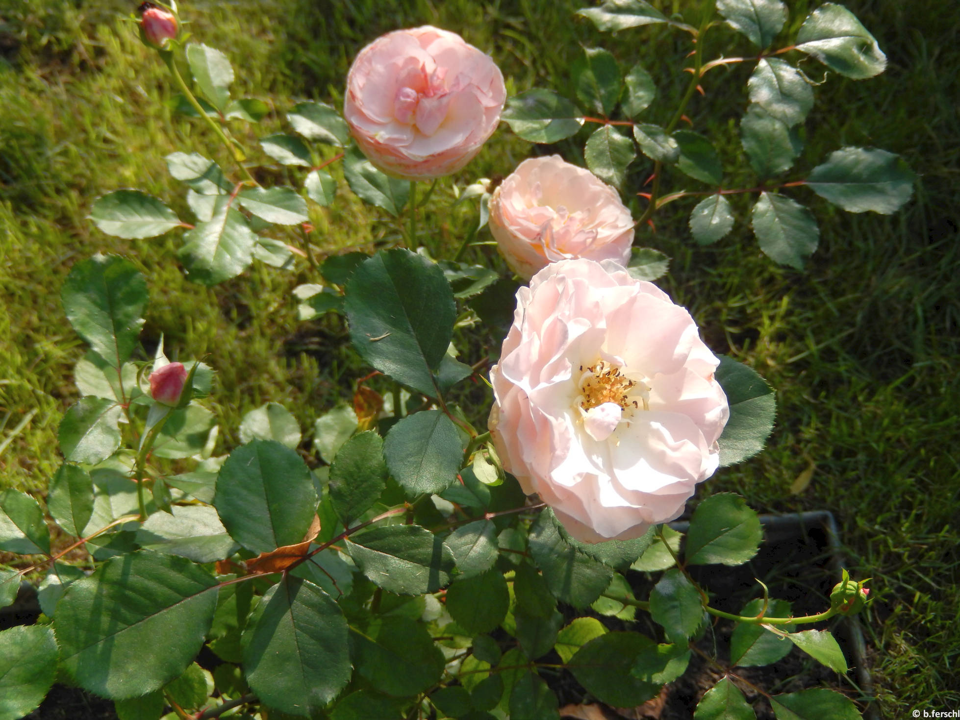 Trianon floribunda rózsa