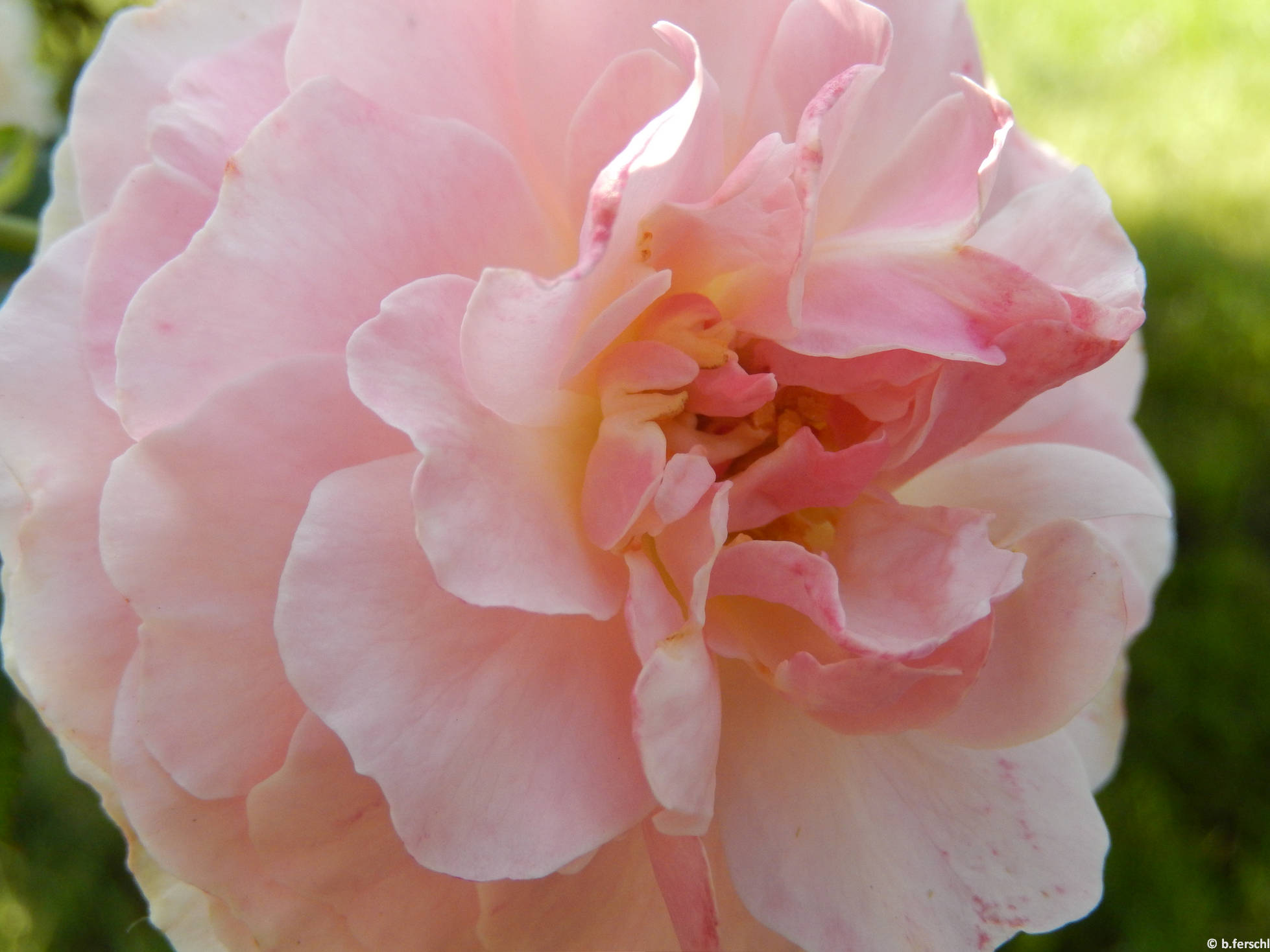 Trianon floribunda rózsa