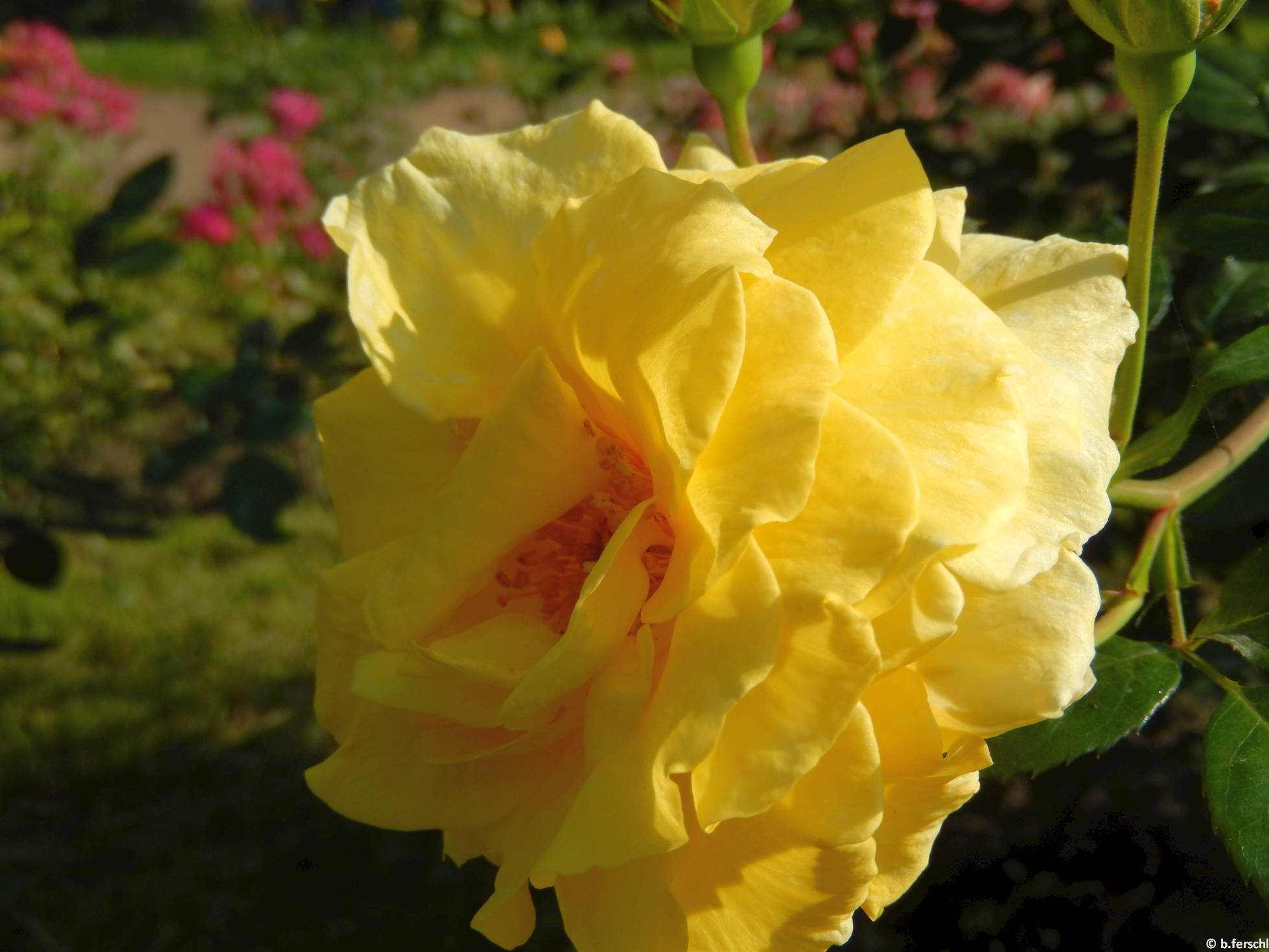 Wilma Holder floribunda rózsa