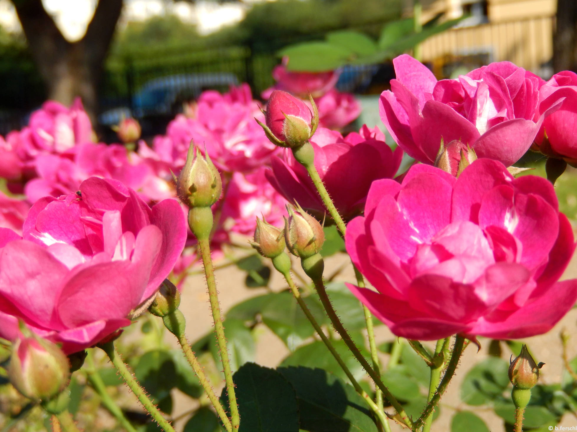 Dayka Margit emléke polyantha rózsa