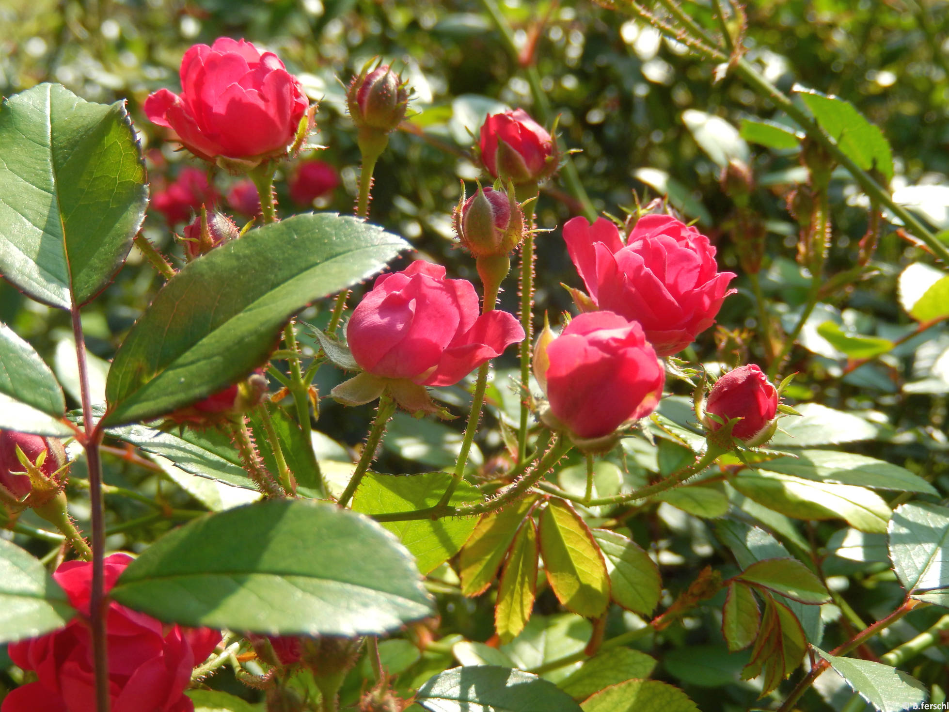 Gyöngyvér polyantha rózsa