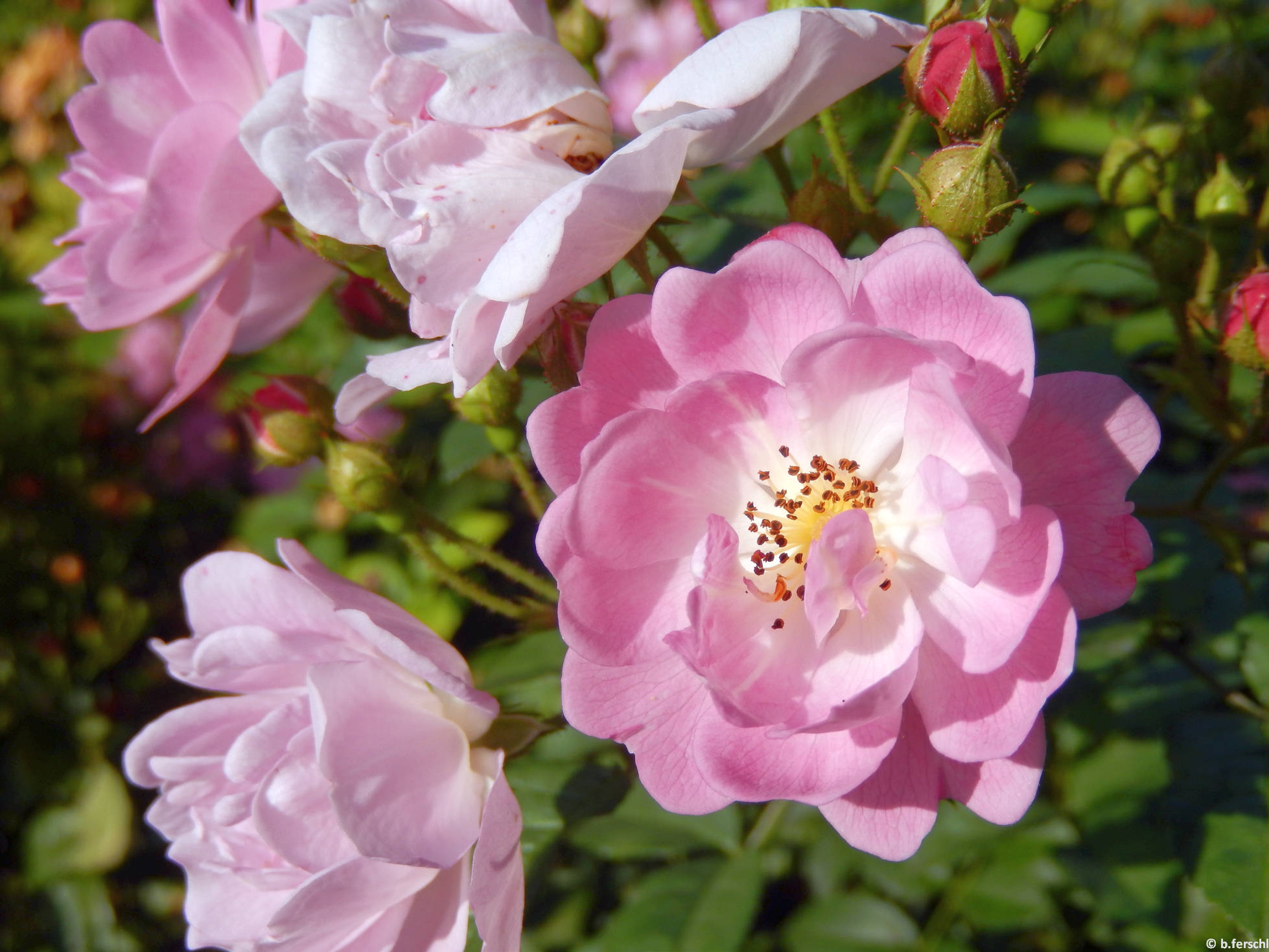 Hadikfalva polyantha rózsa