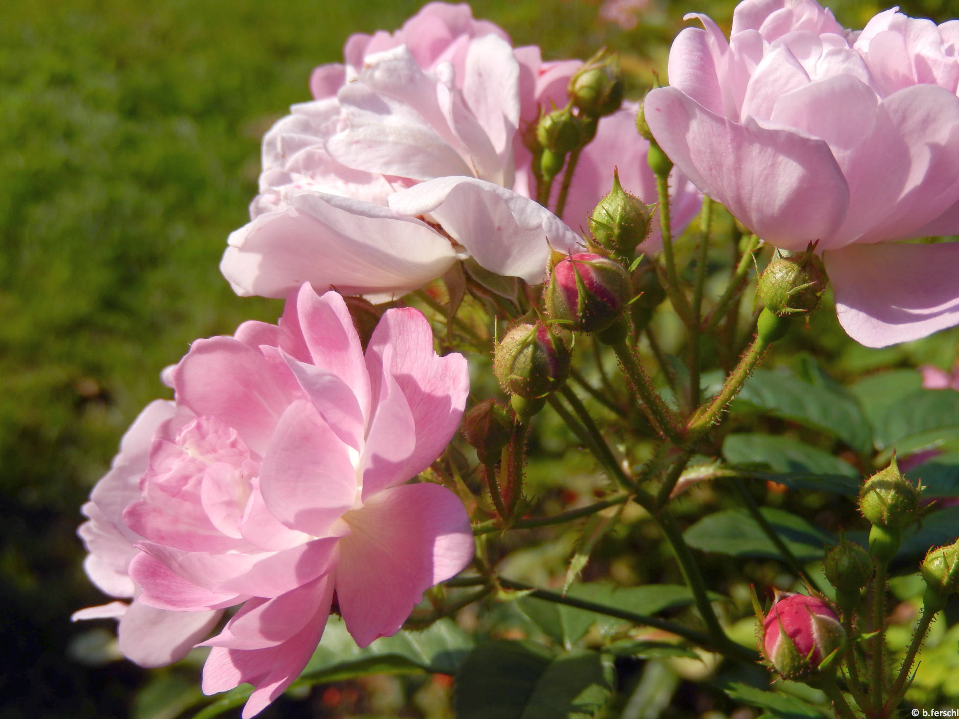 Hadikfalva polyantha rózsa