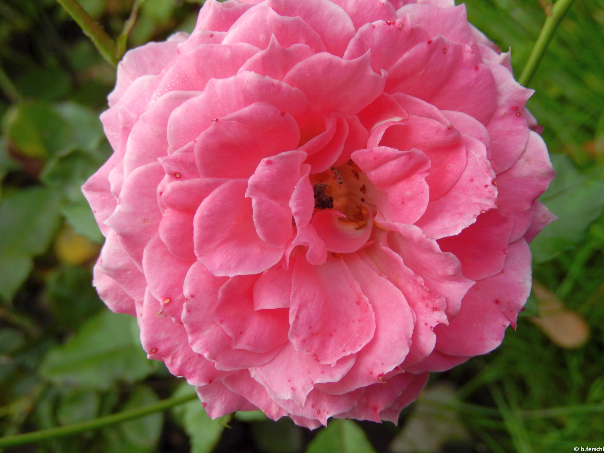 Szendrey Júlia emléke polyantha rózsa