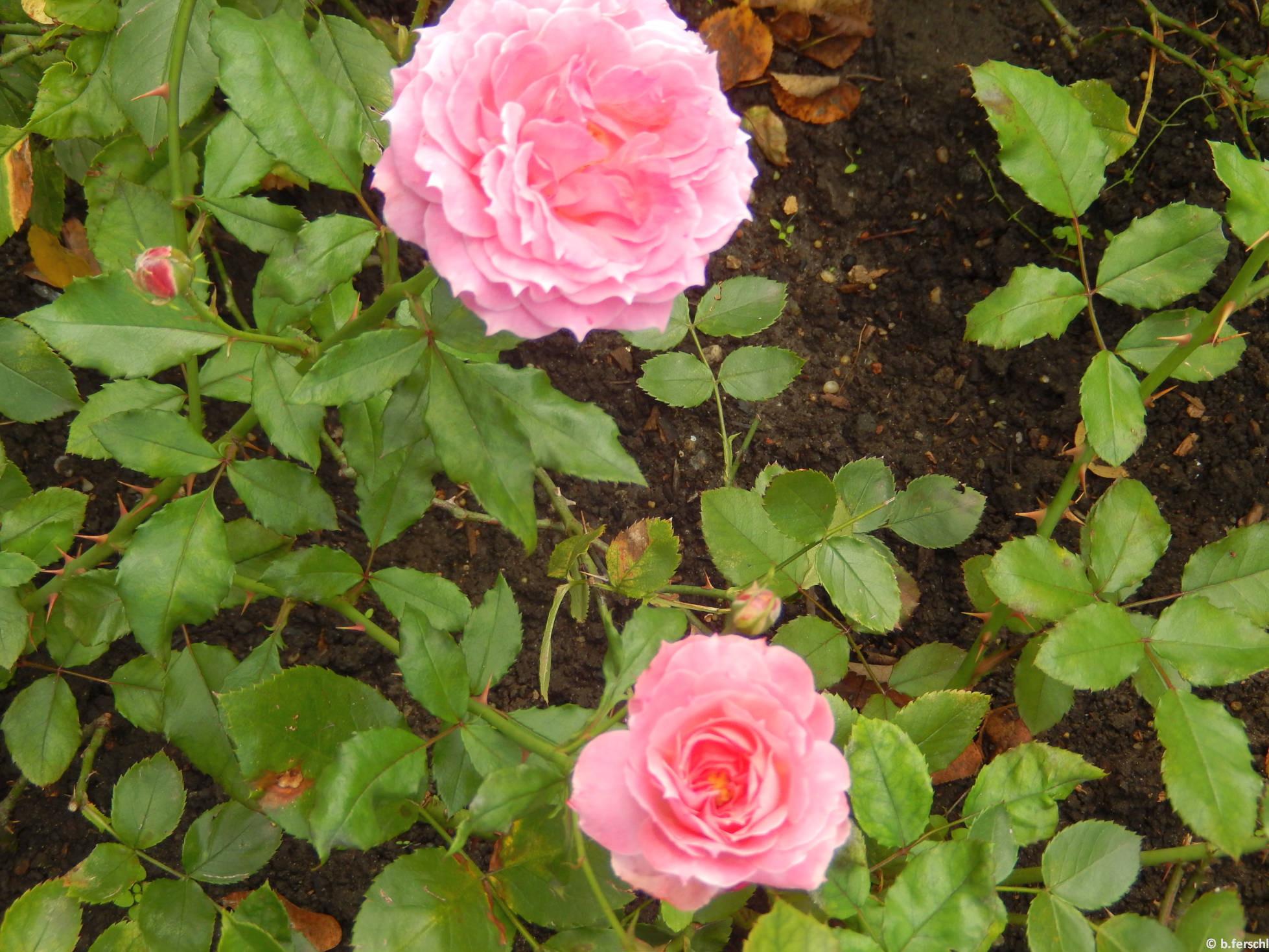 Szendrey Júlia emléke polyantha rózsa