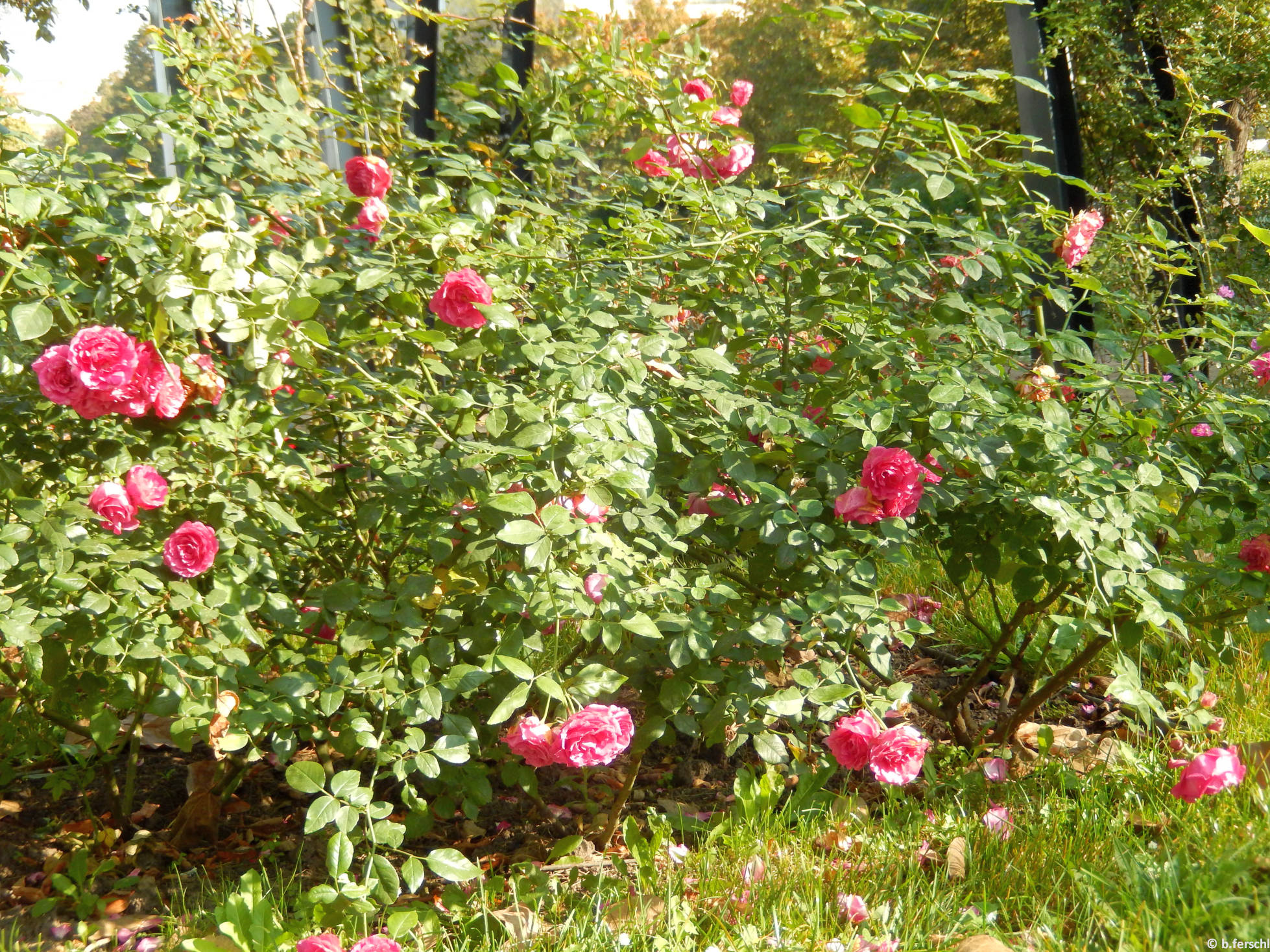 Árpádházi Szent Piroska floribunda rózsa