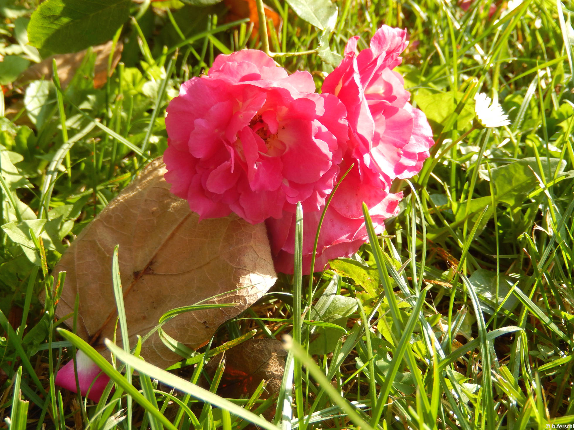 Árpádházi Szent Piroska floribunda rózsa