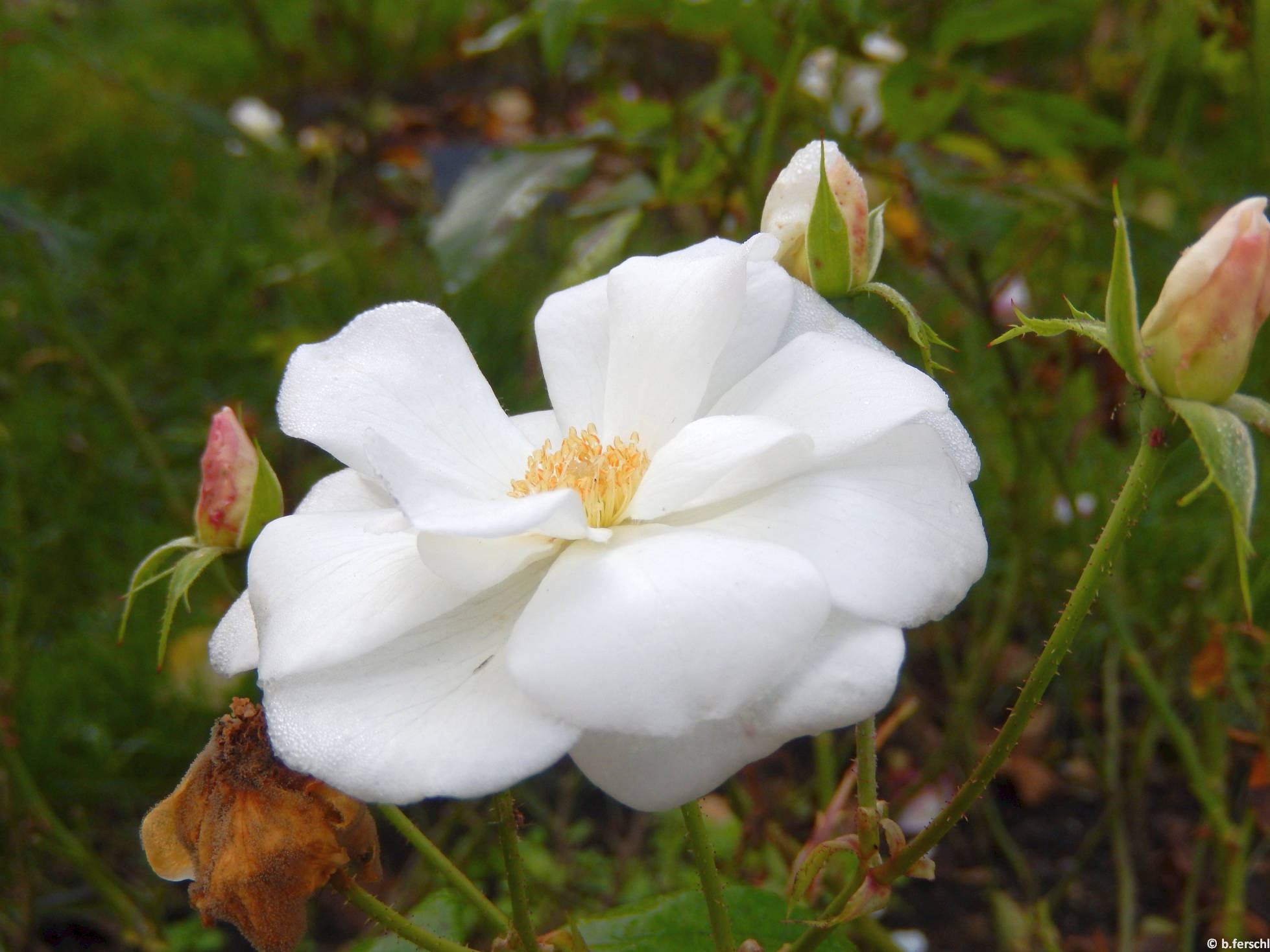 Bem apó emléke floribunda rózsa