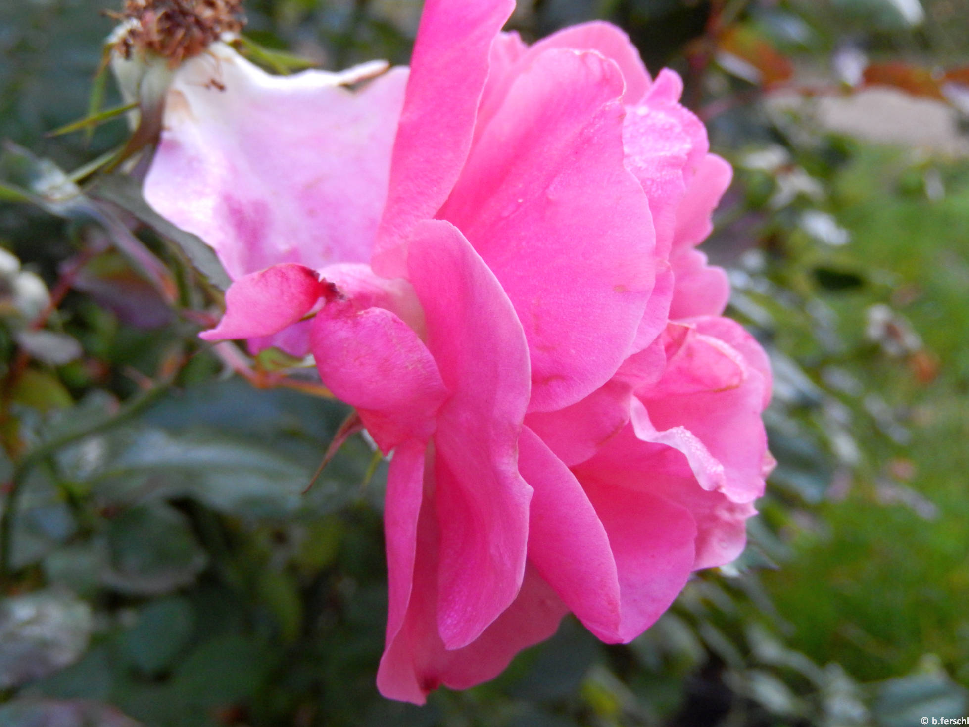 Bethlen Gábor emléke floribunda rózsa