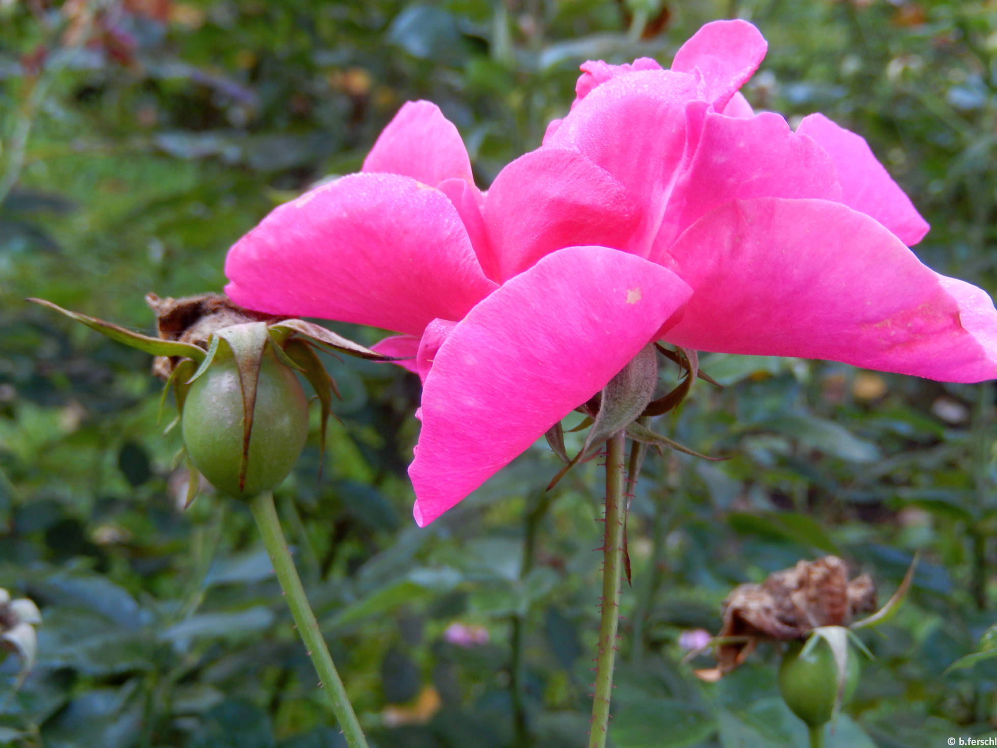 Bethlen Gábor emléke floribunda rózsa