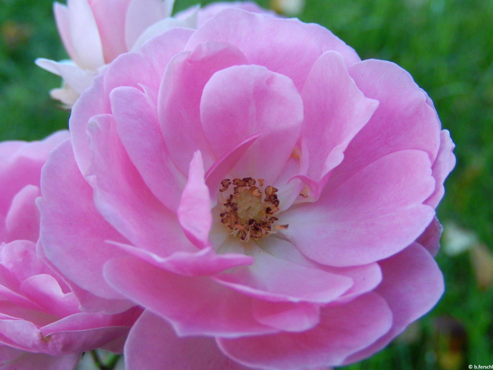 Hajdú floribunda rózsa