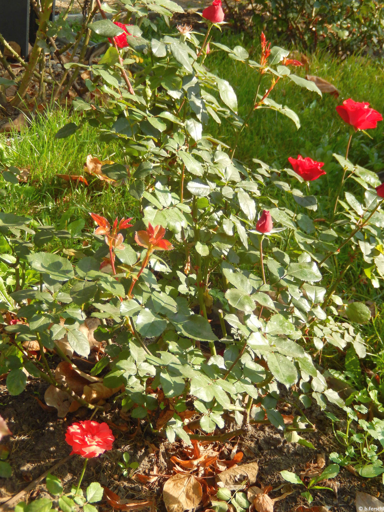 Léda emléke floribunda rózsa