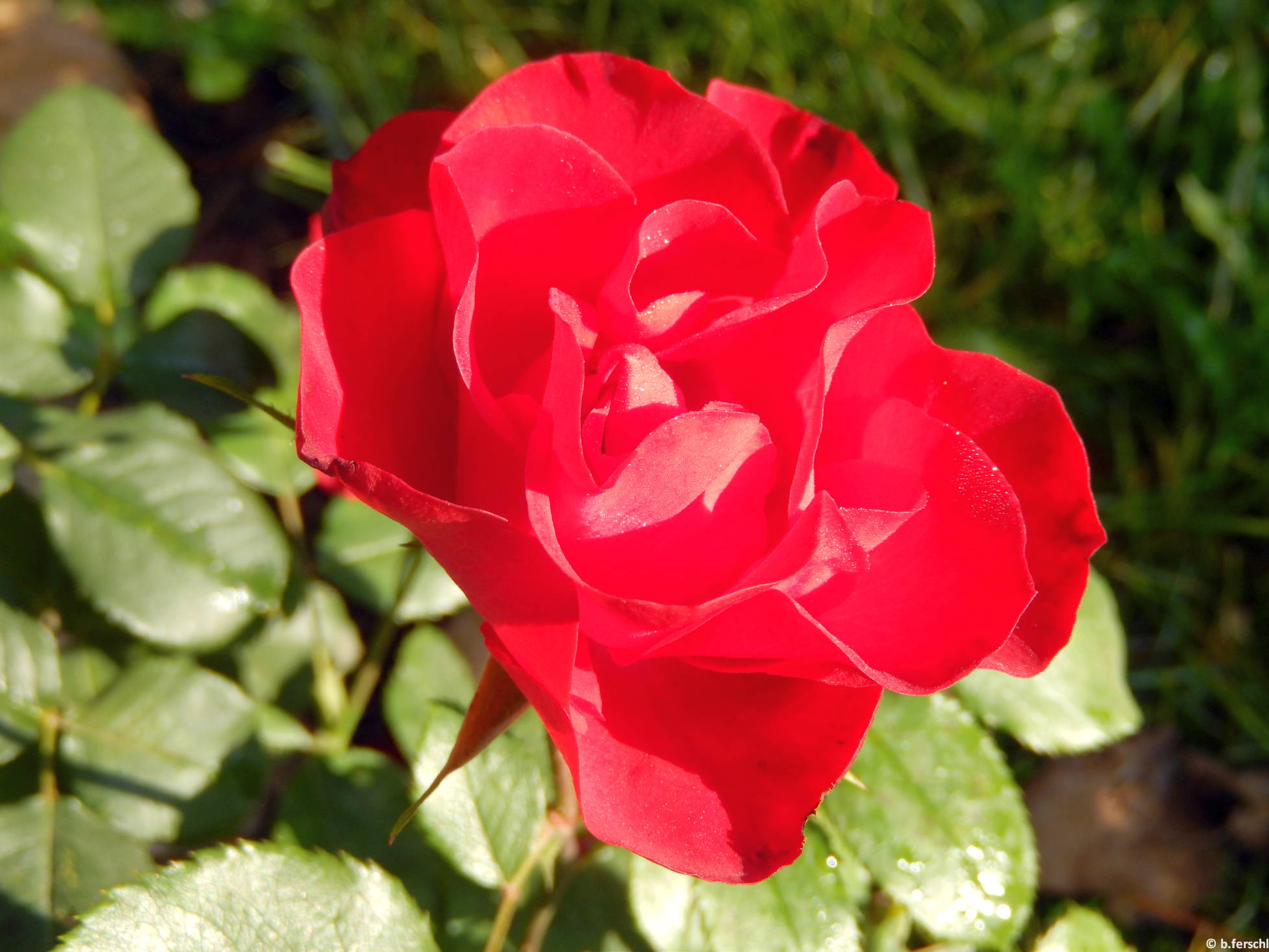 Léda emléke floribunda rózsa
