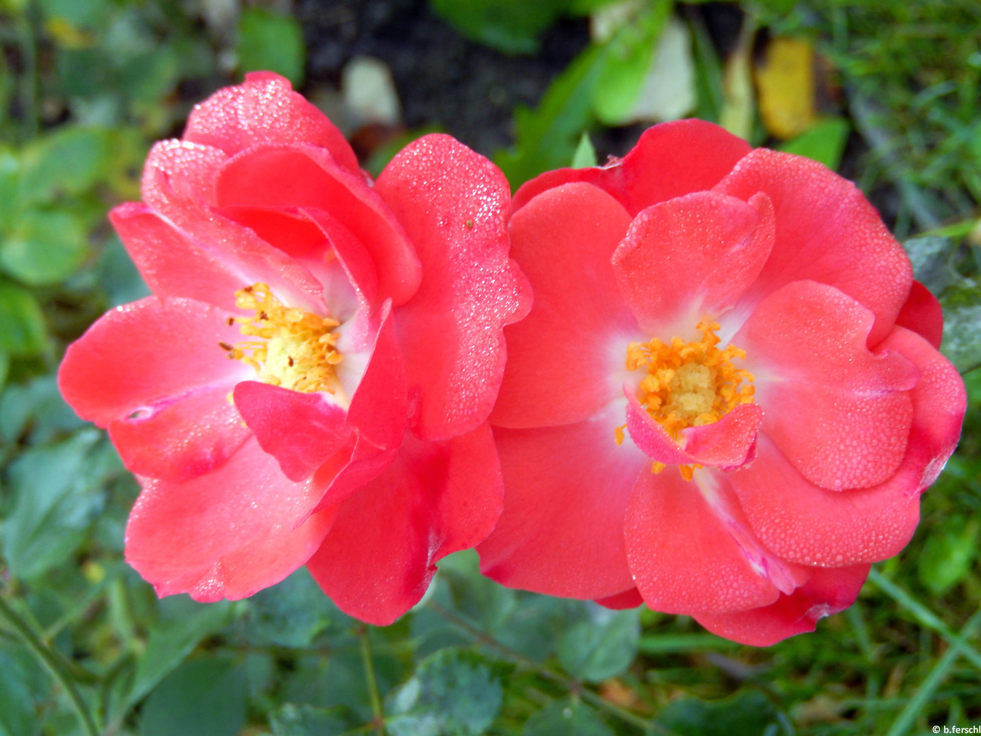 Domonkos Pál Péter emléke polyantha rózsa