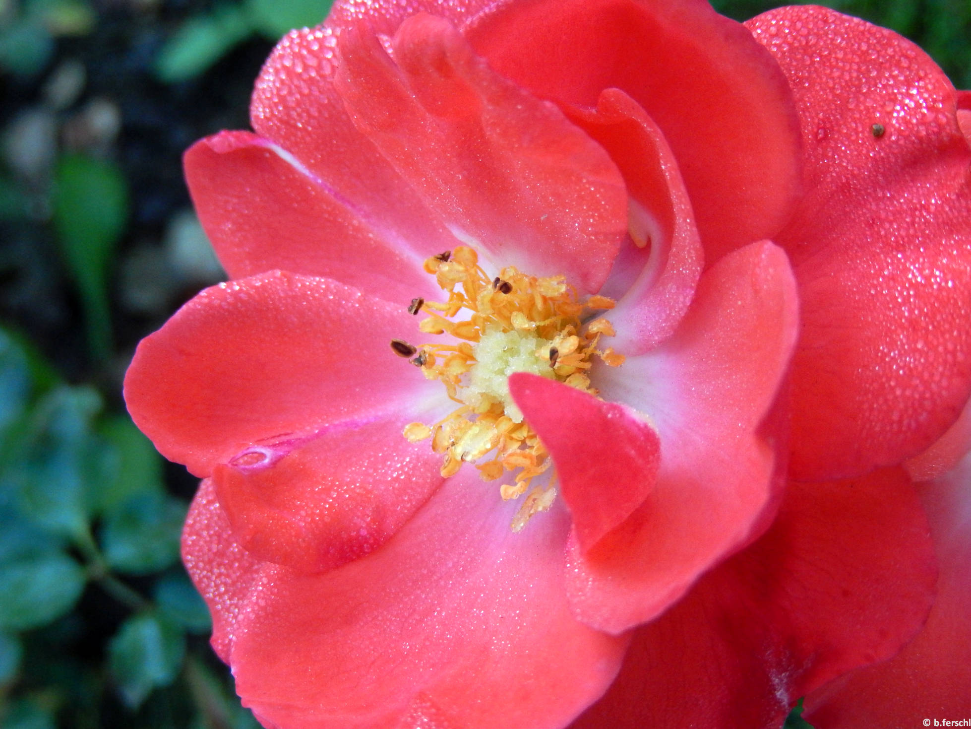 Domonkos Pál Péter emléke polyantha rózsa