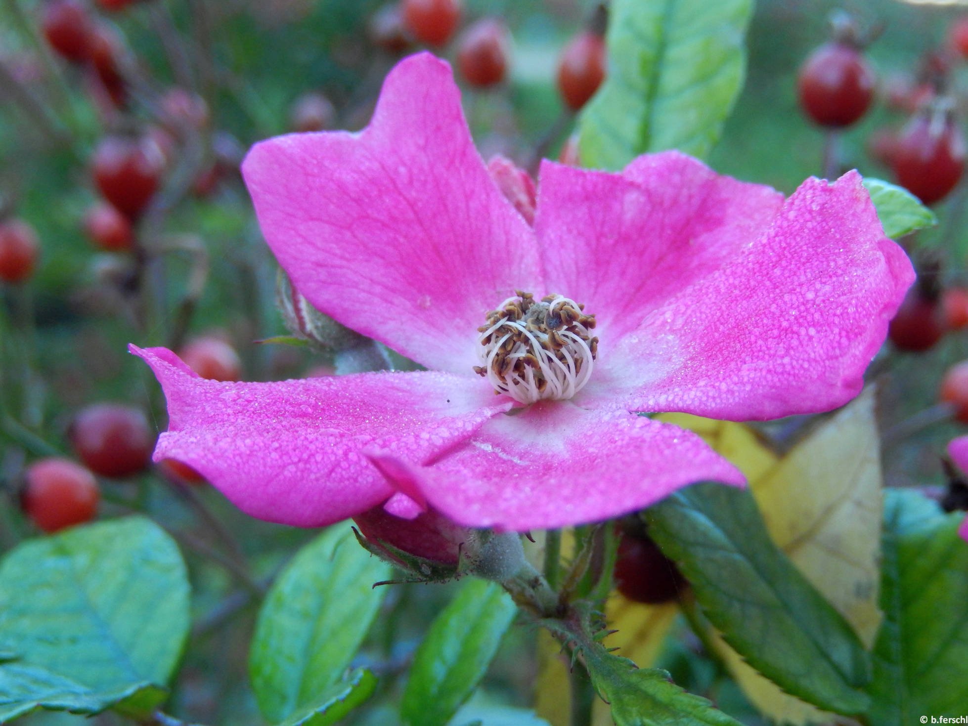 Ernye polyantha rózsa