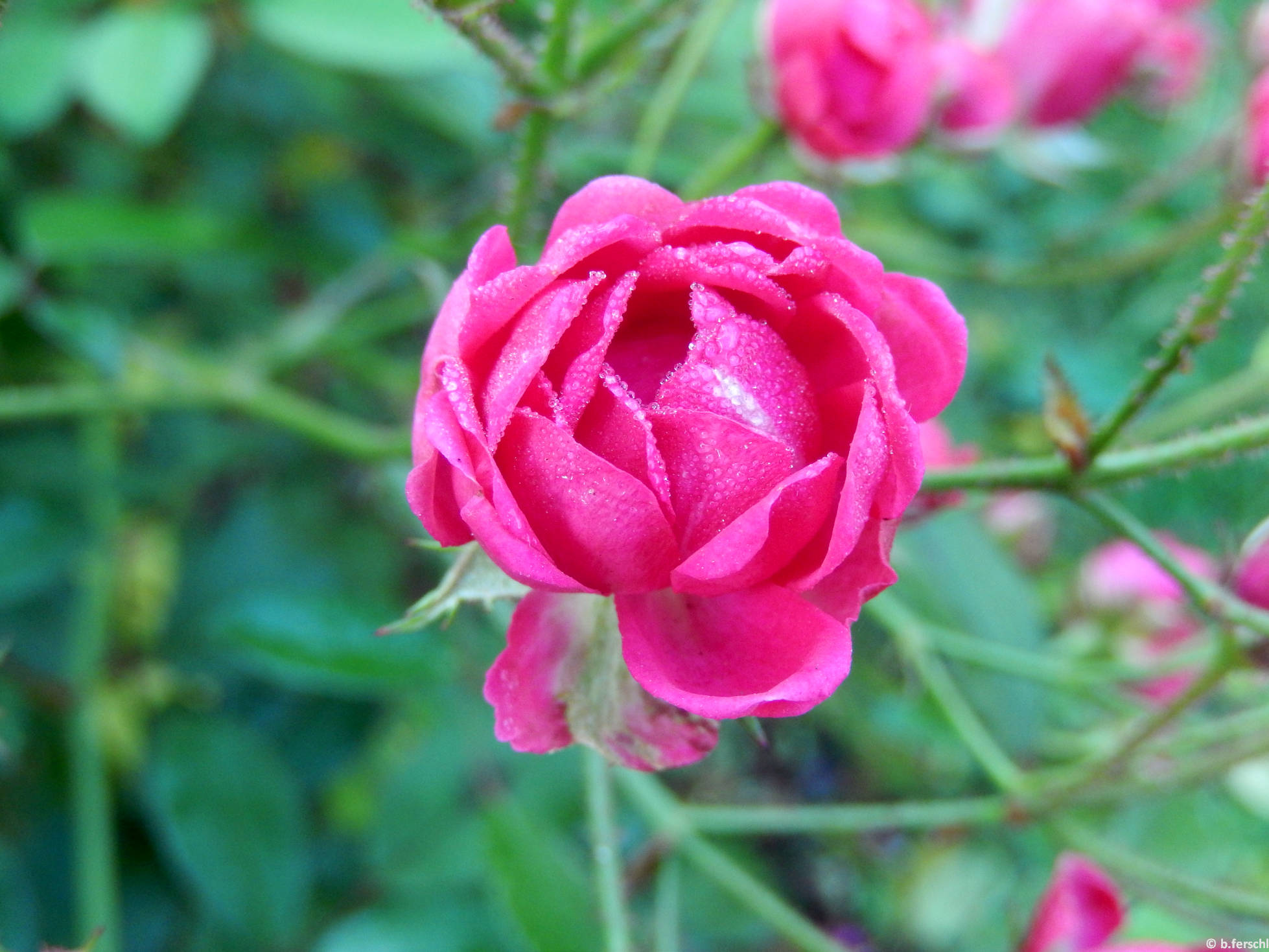 Gyöngyvér polyantha rózsa
