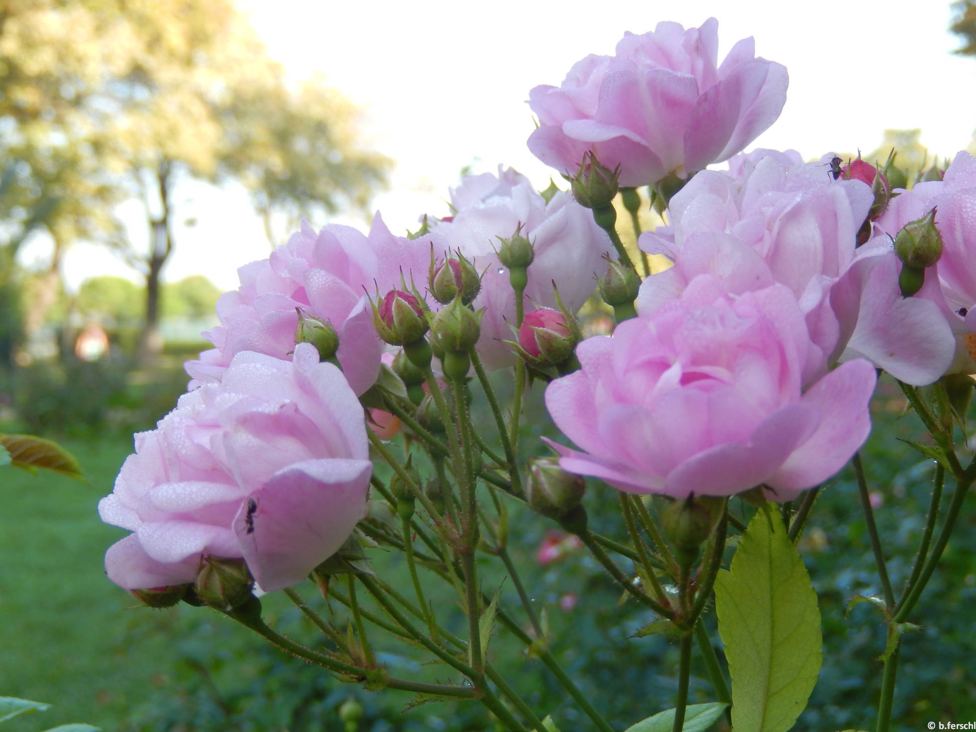 Hadikfalva polyantha rózsa