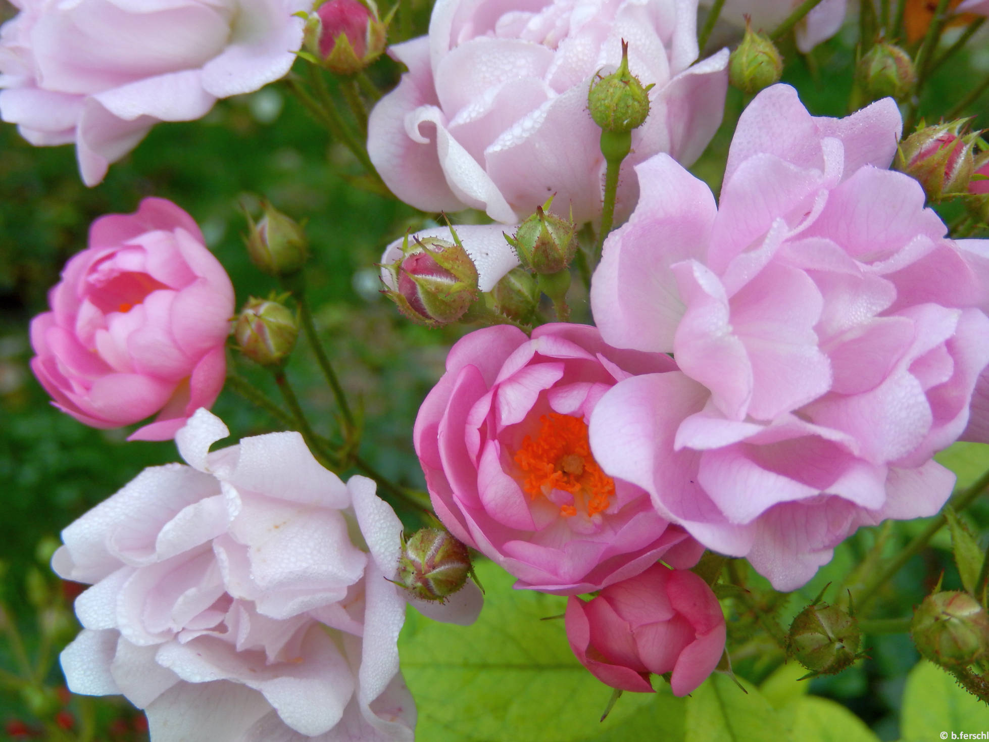 Hadikfalva polyantha rózsa