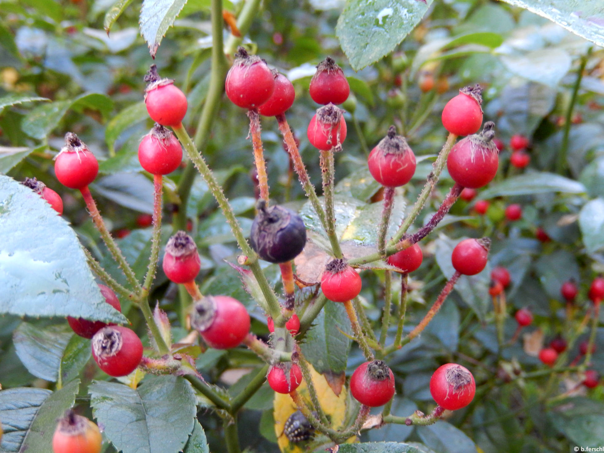 Hadikfalva polyantha rózsa