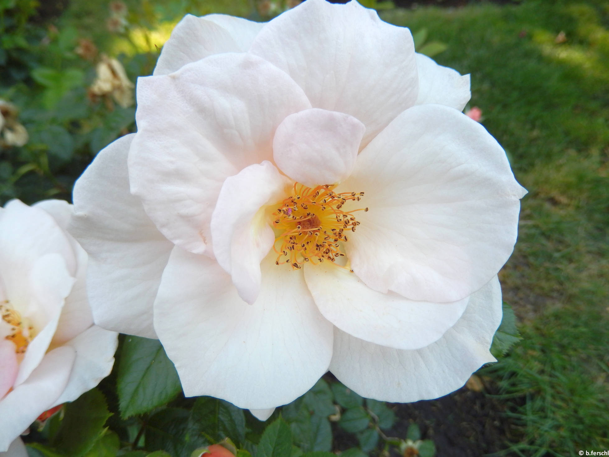 Hild József emléke floribunda rózsa (2014. június)