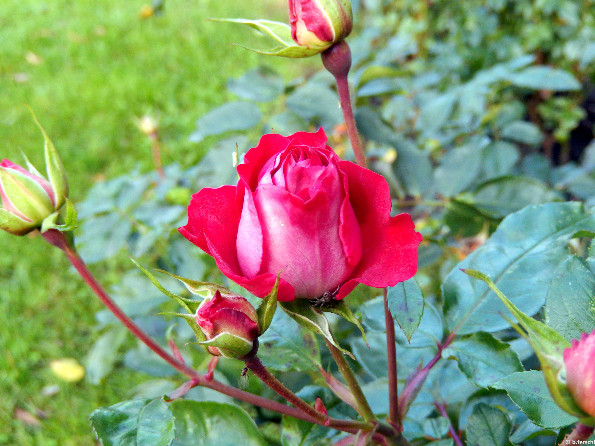 Kőrösmező floribunda rózsa
