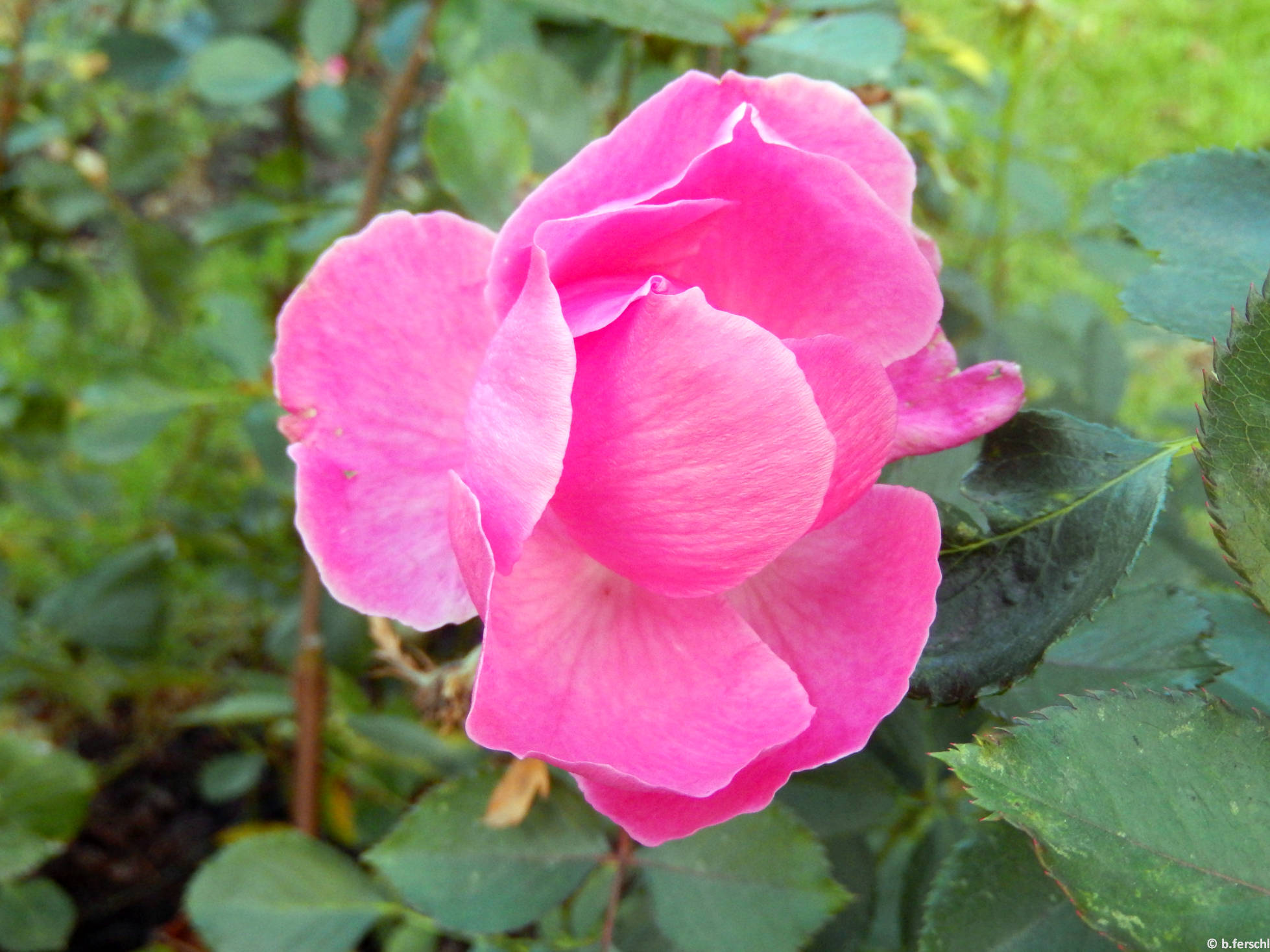 Szent Gellért emléke floribunda rózsa