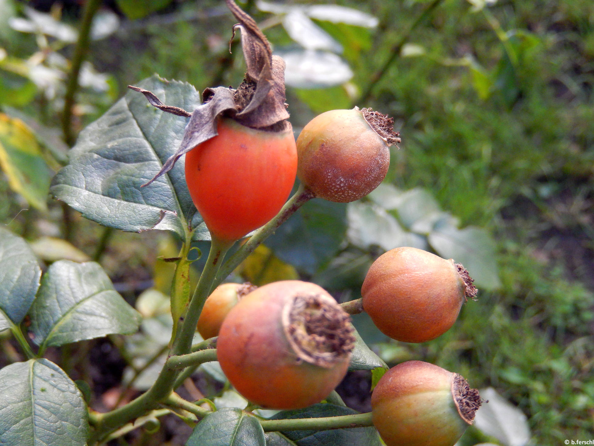 Szent László emléke floribunda rózsa