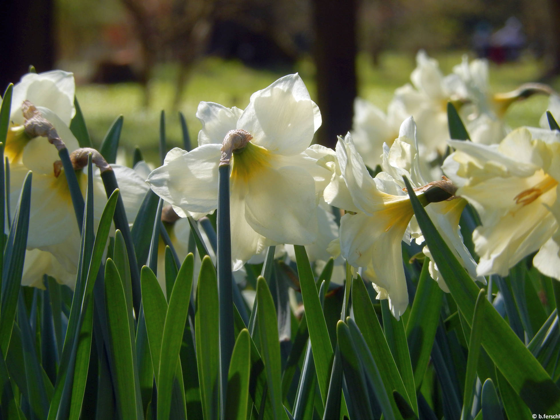 Narcissus cassata