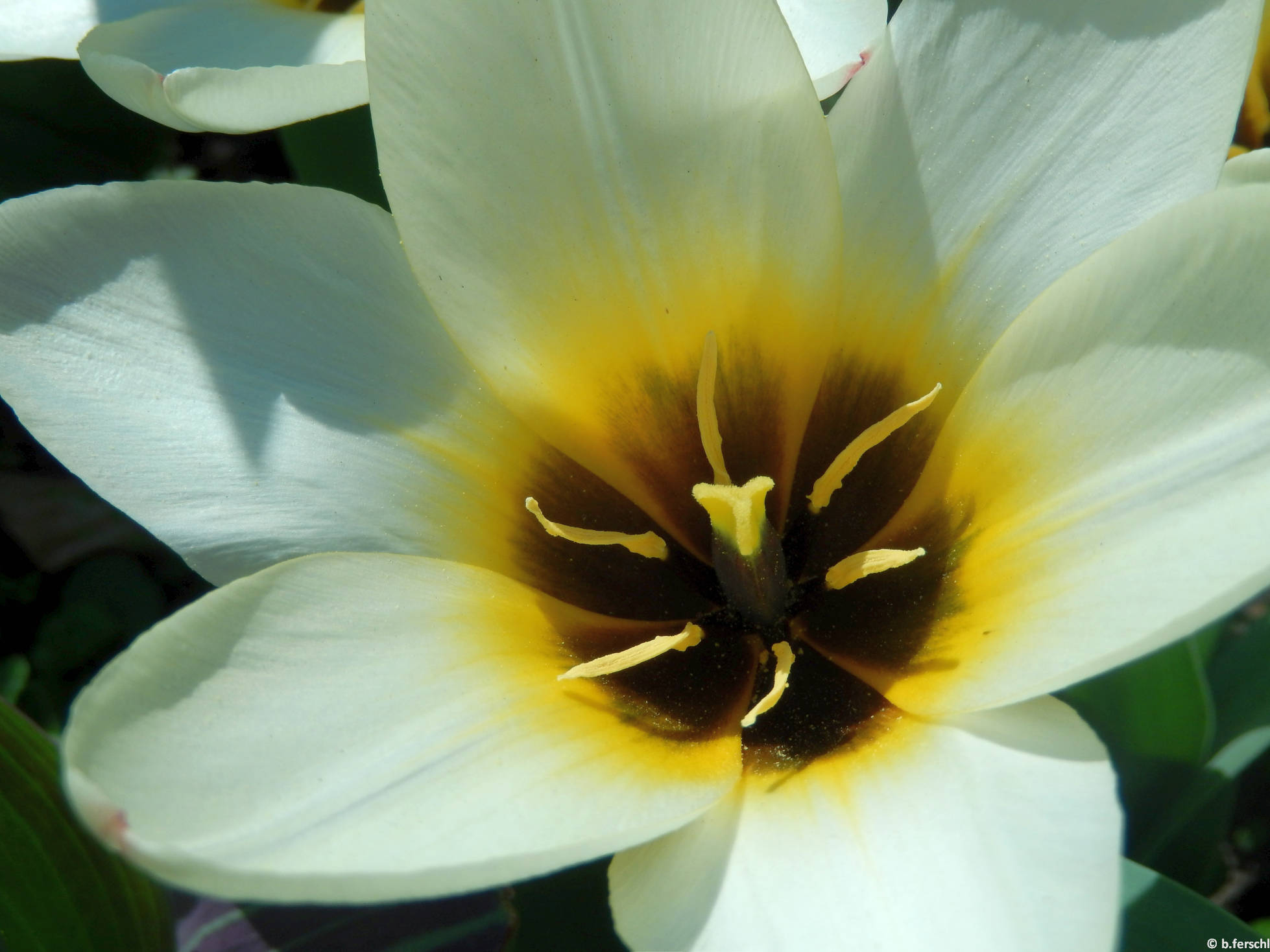 Tulipa fosteriana hibrid