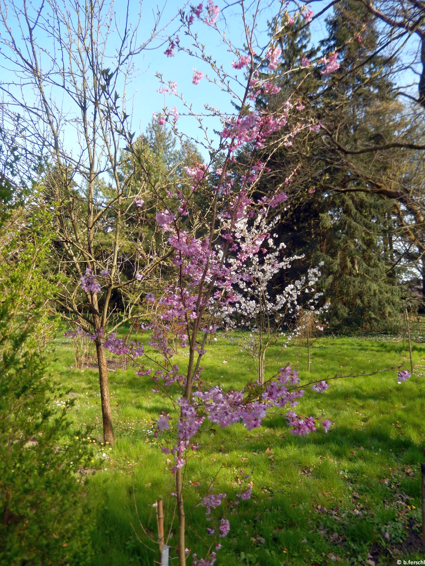 Prunus subhirtella ‘Fukubana‘- díszcseresznye