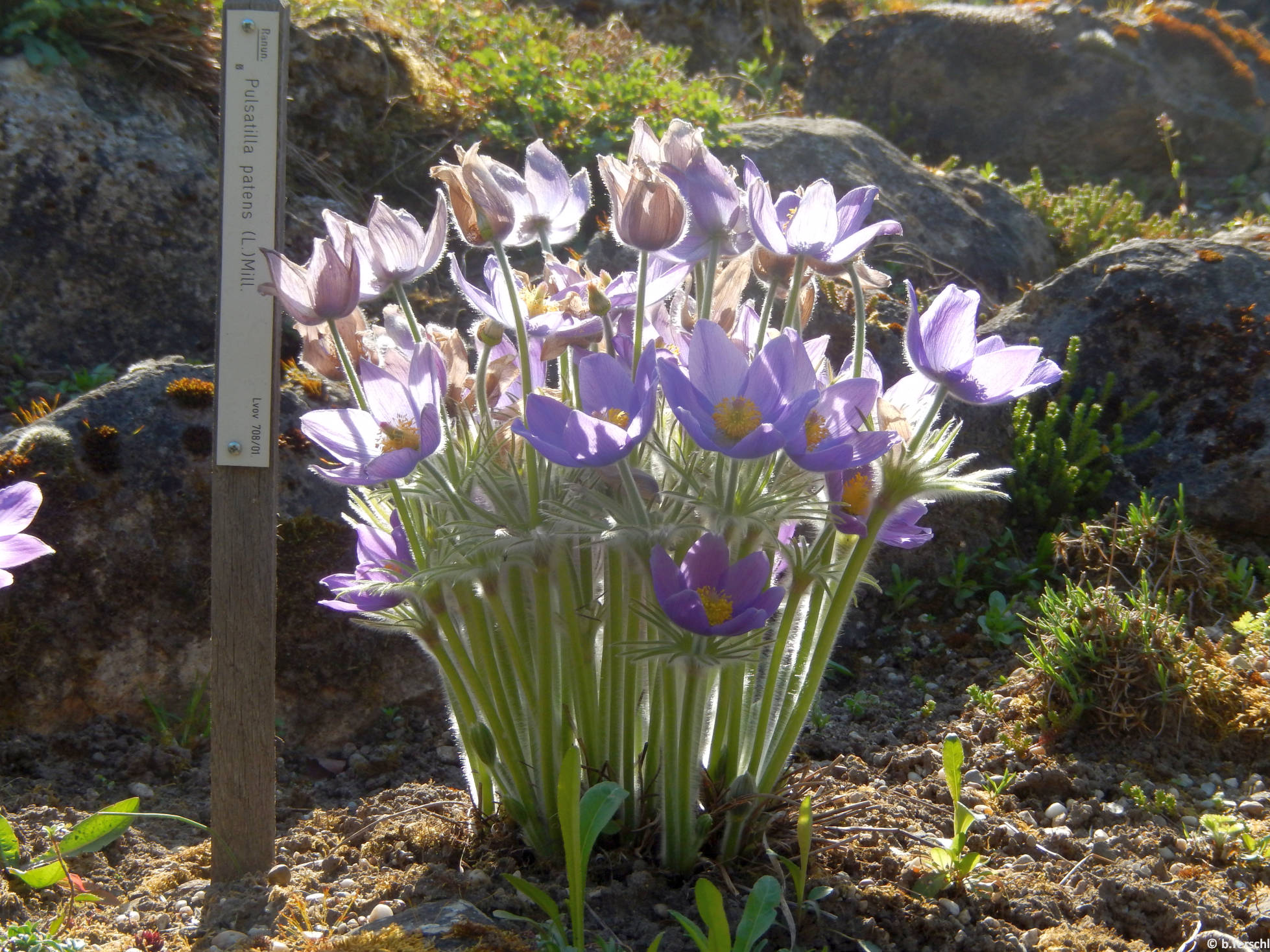 Pulsatilla patens a sziklakertben