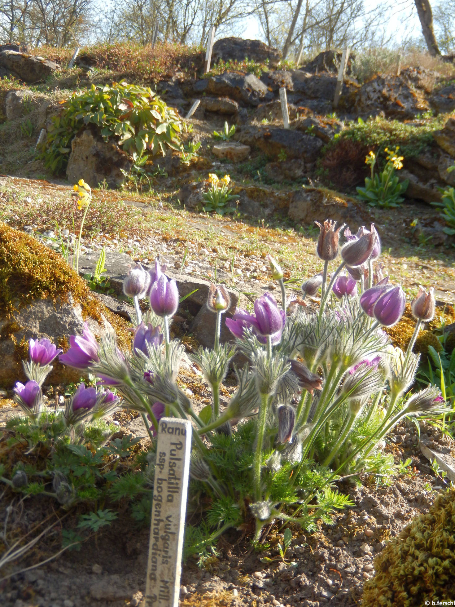 Pulsatilla vulgaris a sziklakertben