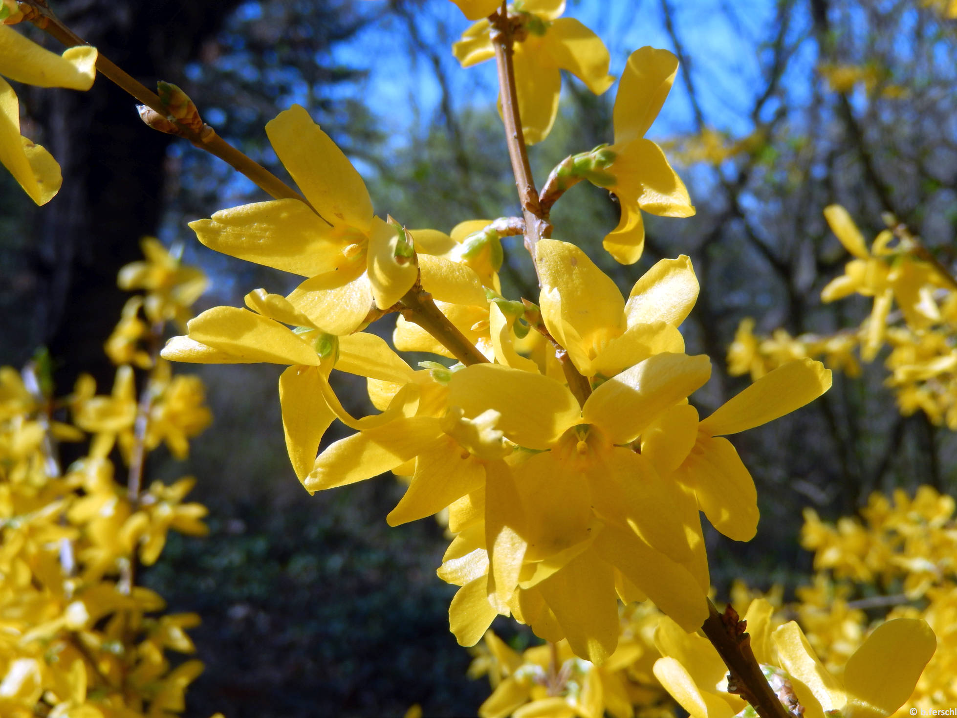 Aranyvessző (Forsythia sp.)