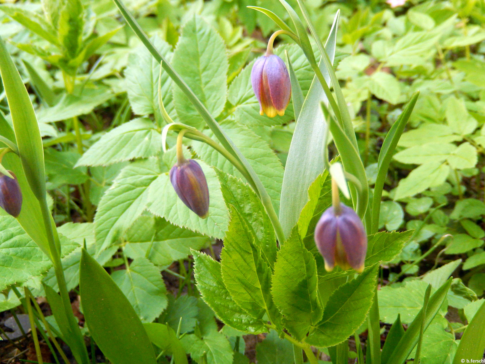 Török kockásliliom (Fritillaria uva-vulpis)