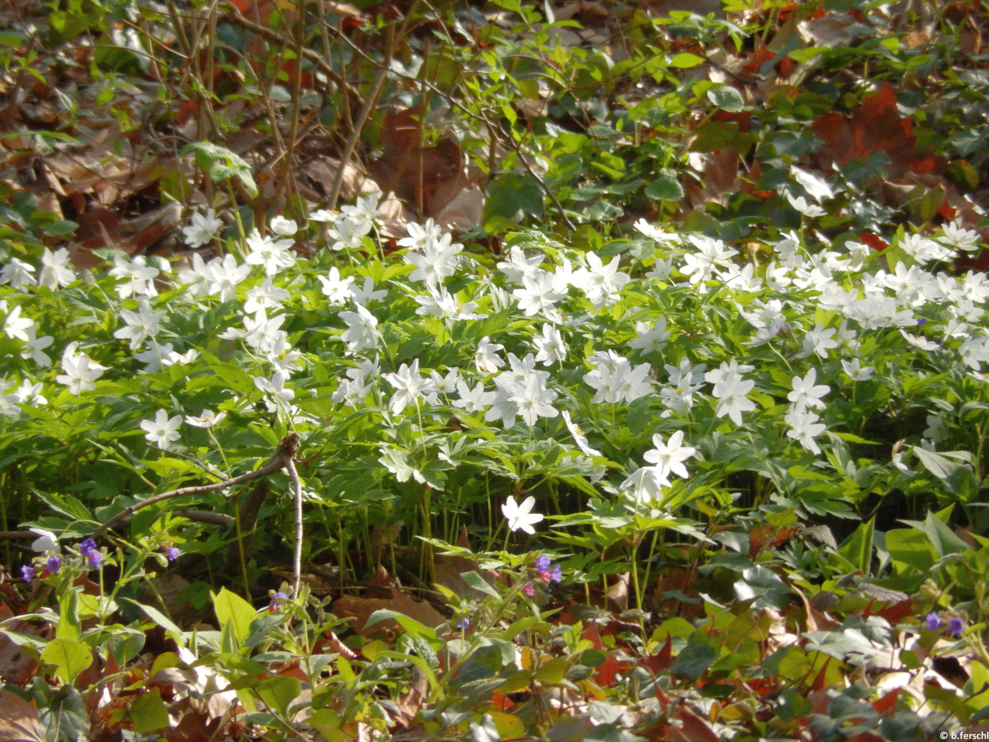 Berki szellőrózsa (Anemone nemorosa)