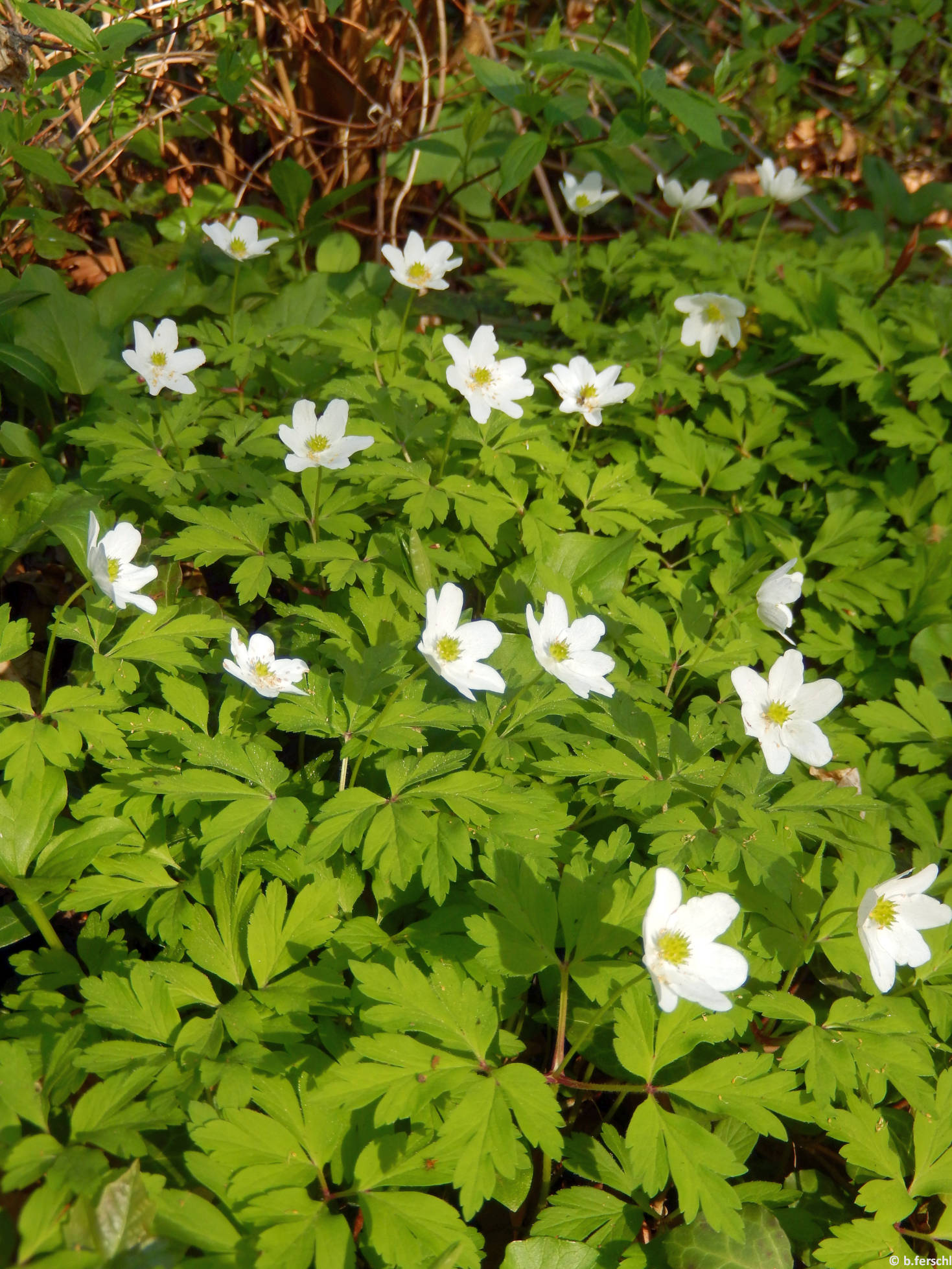 Berki szellőrózsa (Anemone nemorosa)