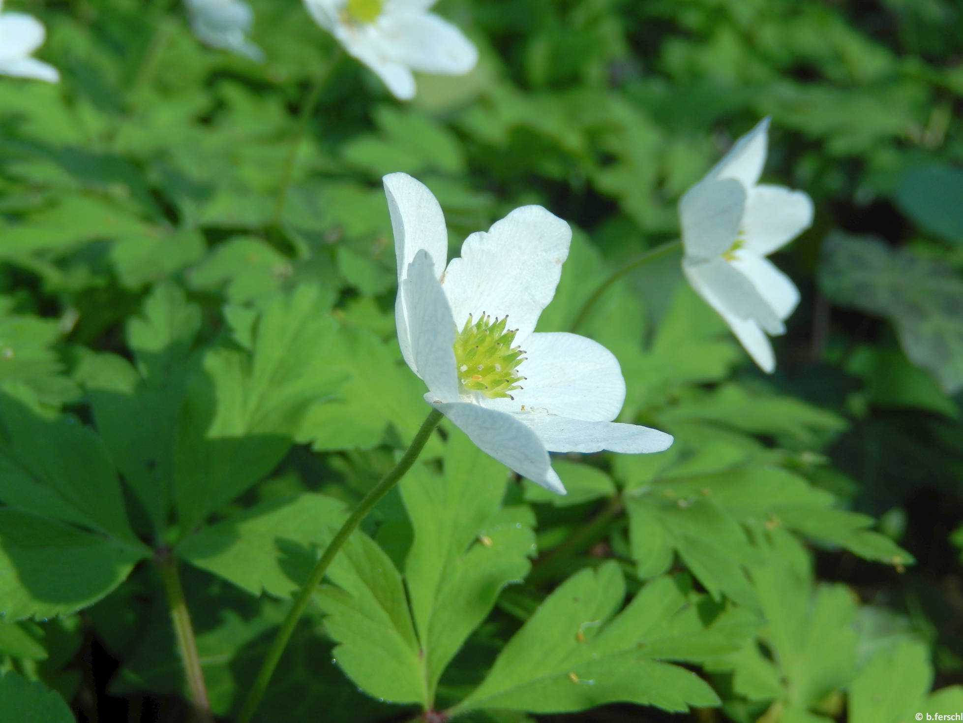 Berki szellőrózsa (Anemone nemorosa)