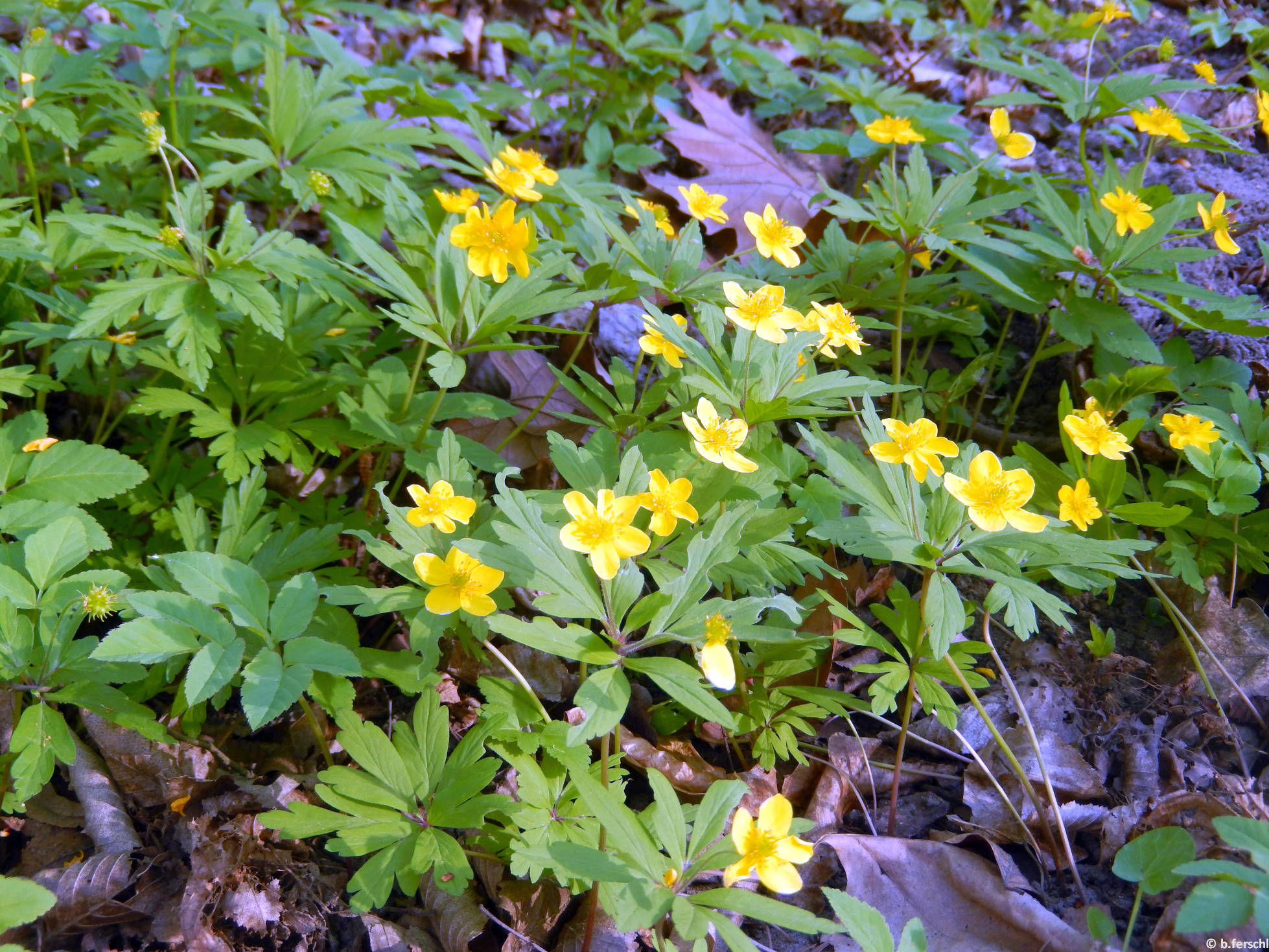 20150412_164510_anemone_ranunculoides_3.jpg