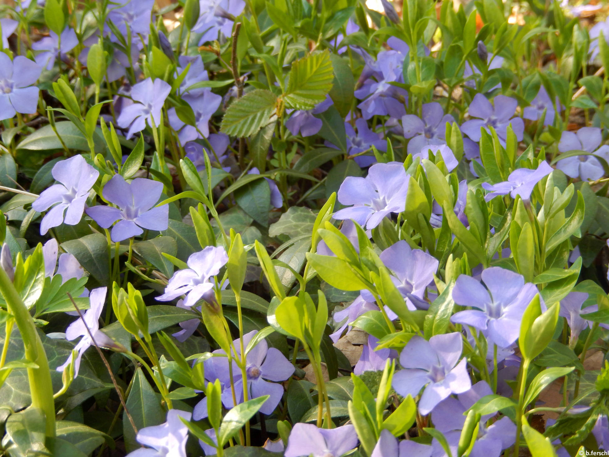 Kis meténg - télizöld (Vinca minor)