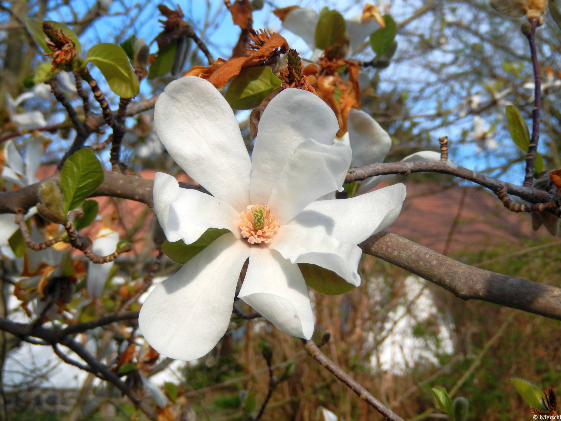 Merrill magnólia (Magnolia x loebneri ‘Merrill‘)